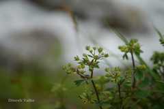 Sibbaldia parviflora